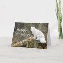 Pesquisar por raposa branca cartoes Natureza