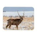 Pesquisar por stag imas Vida selvagem