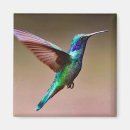 Pesquisar por do colibri imas Beija flor