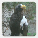 Pesquisar por eagles adesivos Aves