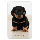 Pesquisar por cachorrinho imas Cão