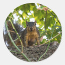 Pesquisar por esquilos adesivos Animais selvagens