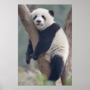 Pesquisar por do urso panda bebé pôsteres Animais selvagens