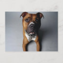 Pesquisar por bull terrier cartoes postais Animal