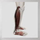 Pesquisar por anatomia muscular pôsteres Imagem gerada digitalmente