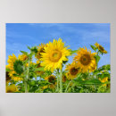 Pesquisar por blumen Gelbo