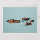 Pesquisar por hipopótamo cartoes postais Rio