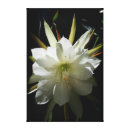 Pesquisar por succulent fotografia flor