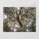 Pesquisar por moses cartoes postais Fotografia