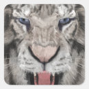 Pesquisar por tigre branco adesivos Cabeça de tigre
