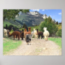 Pesquisar por alpacas pósteres pôsteres Qualquer pessoa