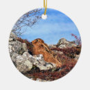 Pesquisar por coelho marrom ornamentos Lebre