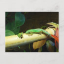 Pesquisar por lizard cartoes postais Gecko
