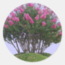 Pesquisar por envelope lacres Rosa