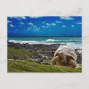 Pesquisar por fundo do mar cartoes postais Animal