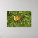 Pesquisar por curiosidade impressão de canvas Vida selvagem