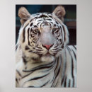 Pesquisar por olhos do tigre pósteres pôsteres Cabeça