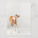 Pesquisar por whippet cartoes postais Animal de estimação