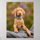 Pesquisar por funny dog pôsteres Pet