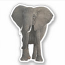 Pesquisar por safari africano adesivos Natureza