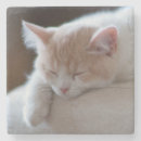 Pesquisar por pessoas porta copos Animal de estimação