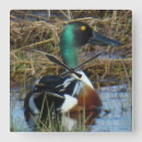 Pesquisar por pato relogios de parede Aves aquáticas