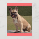 Pesquisar por do buldogue francês cartoes Cãozinho