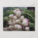 Pesquisar por rabanete cartoes postais Púrpura