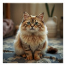 Pesquisar por gato persa pósteres pôsteres Qualquer pessoa