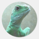 Pesquisar por lagarto dragão chinês Animais