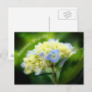 Pesquisar por hydrangea postais cartoes postais Hidrangea