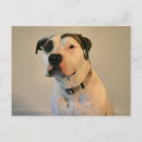 Pesquisar por apbt cartoes convites Bullypit