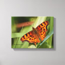 Pesquisar por butterfly impressão de canvas Inseto