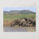 Pesquisar por elefante africano cartoes postais África do sul