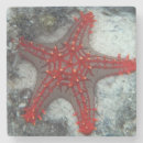 Pesquisar por recife porta copos Náutico