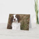 Pesquisar por springer spaniel cartoes English