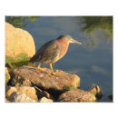 Pesquisar por garça pósteres pôsteres Birding