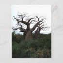 Pesquisar por baobab cartoes postais África