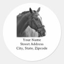 Pesquisar por cavalo preto e branco adesivos Equino