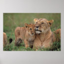 Pesquisar por reservas pósteres pôsteres Reserva nacional maasai mara