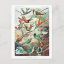 Pesquisar por ernst haeckel cartoes postais Beija flores