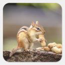 Pesquisar por chipmunk adesivos Natureza