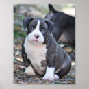 Pesquisar por poster de cãozinho pósteres pôsteres Qualquer pessoa