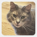 Pesquisar por maine coon adesivos Gatos
