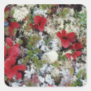 Pesquisar por tundra adesivos Natureza