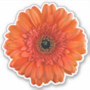 Pesquisar por gerberas adesivos Floral