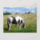 Pesquisar por pônei preto cartoes postais Cavalo