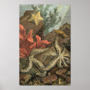 Pesquisar por alga pôsteres Oceano