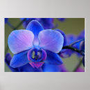 Pesquisar por orquídea azul pósteres pôsteres Flor