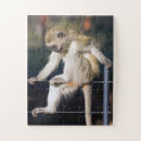 Pesquisar por macaco pensamento Vida selvagem